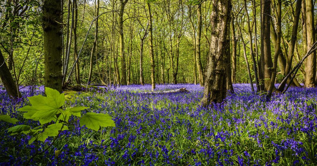 web-blue-bells-2